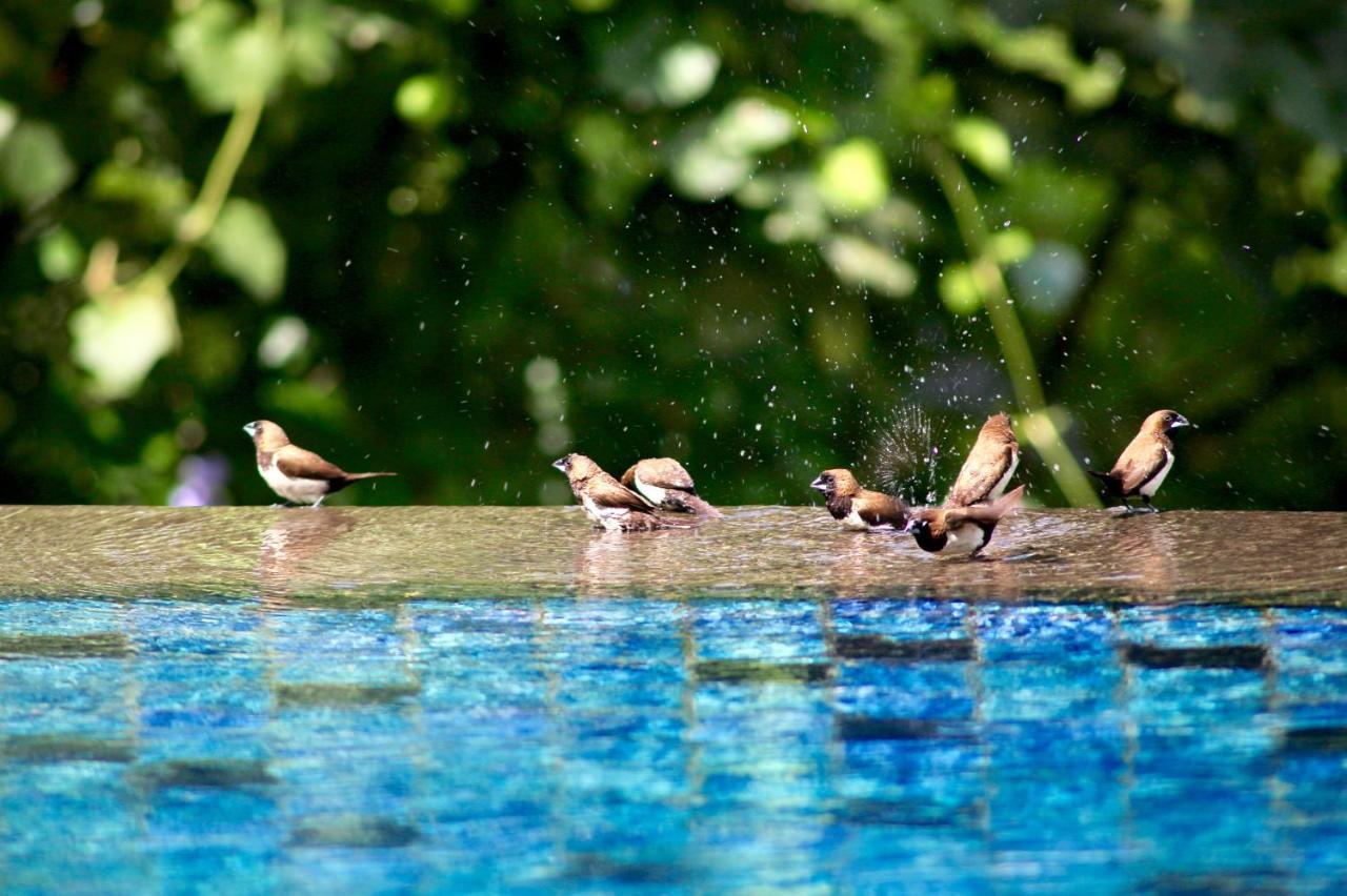 The Manipura Luxury Estate And Spa Up To 18 Person, Fully Serviced Ubud Buitenkant foto